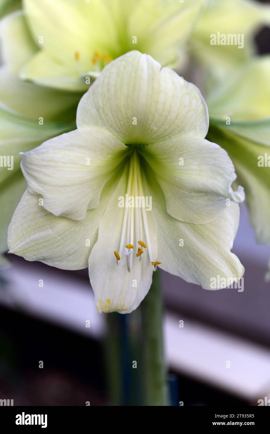 hippeastrum luna,Hippeastrum hybrid,white flowers,large white flowers,Creamy white to yellow flowers with a distinct green centre,amaryllis luna,RM Fl Stock Photo
