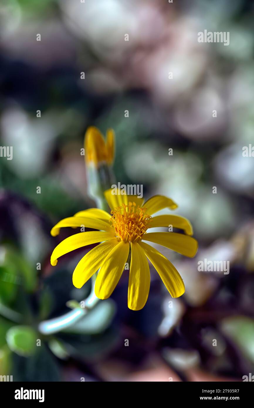 Caputia medley-woodii,senecio medley-woodii,yellow flowers,yellow flowering succulent,succulent shrub,eastern cape,RM Floral Stock Photo