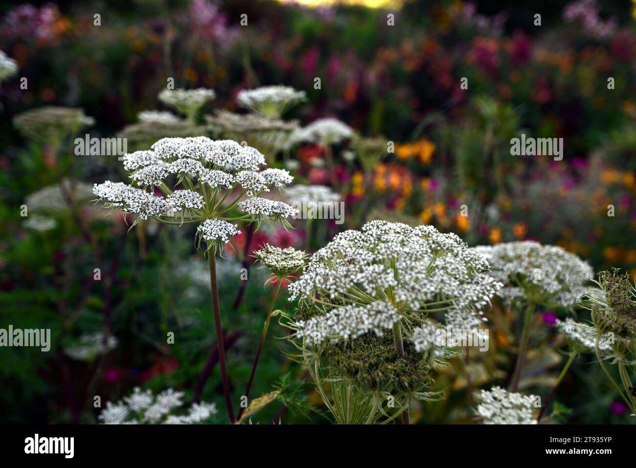 ammi majus,queen anne's lace,flowers,flower,flowering,white,mix,mixed,combination,mixed planting scheme,RM Floral Stock Photo