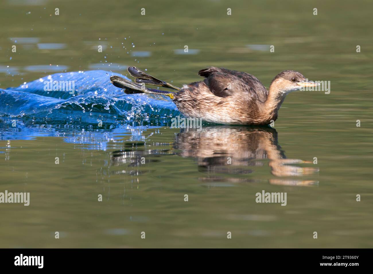 Little Grebe (Tachybaptus ruficollis), side view of an individual in winter plumage surfing on the water, Campania, Italy Stock Photo
