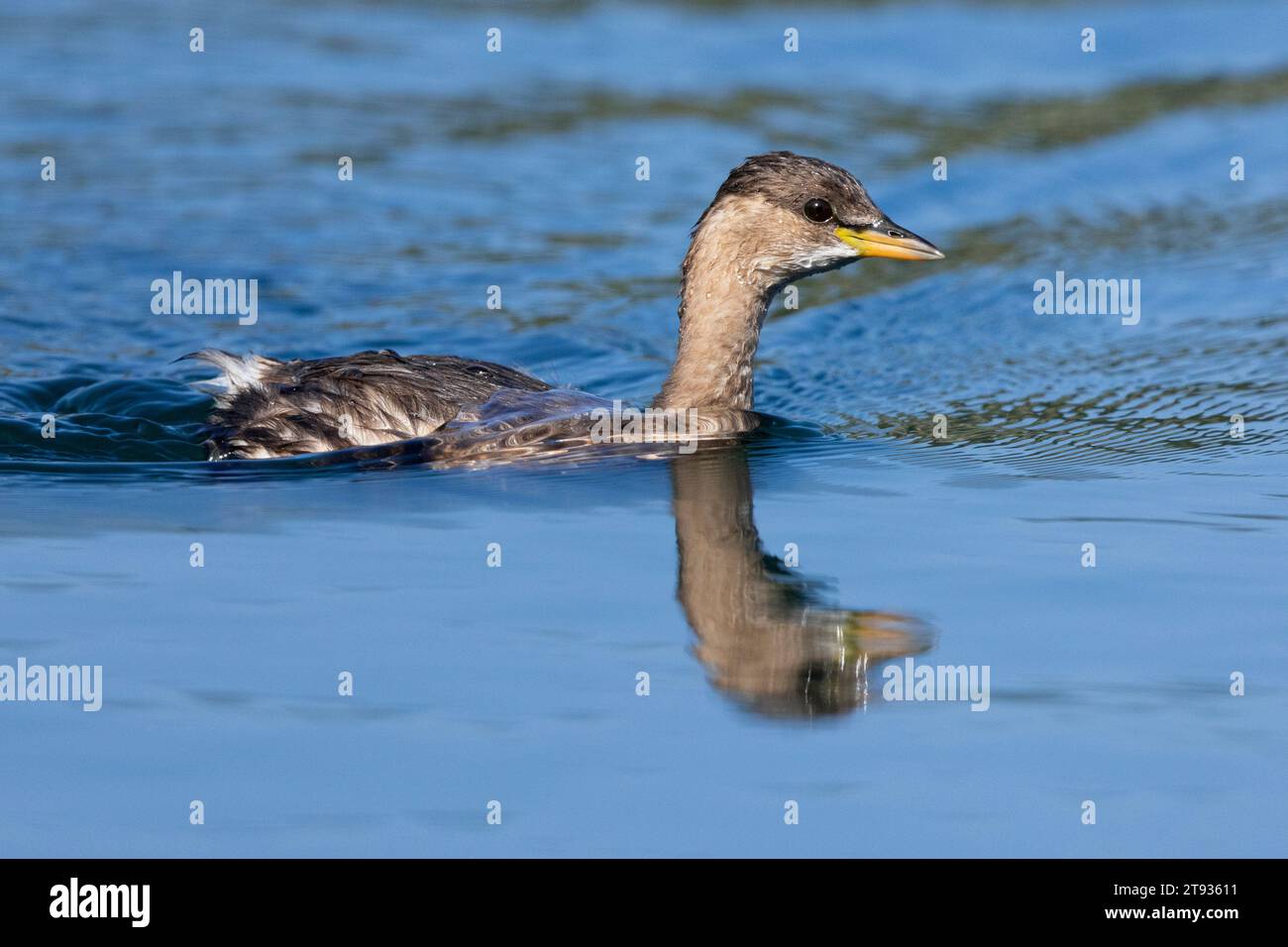 Little Grebe (Tachybaptus ruficollis), side view of an individual in winter plumage swimming in the water, Campania, Italy Stock Photo