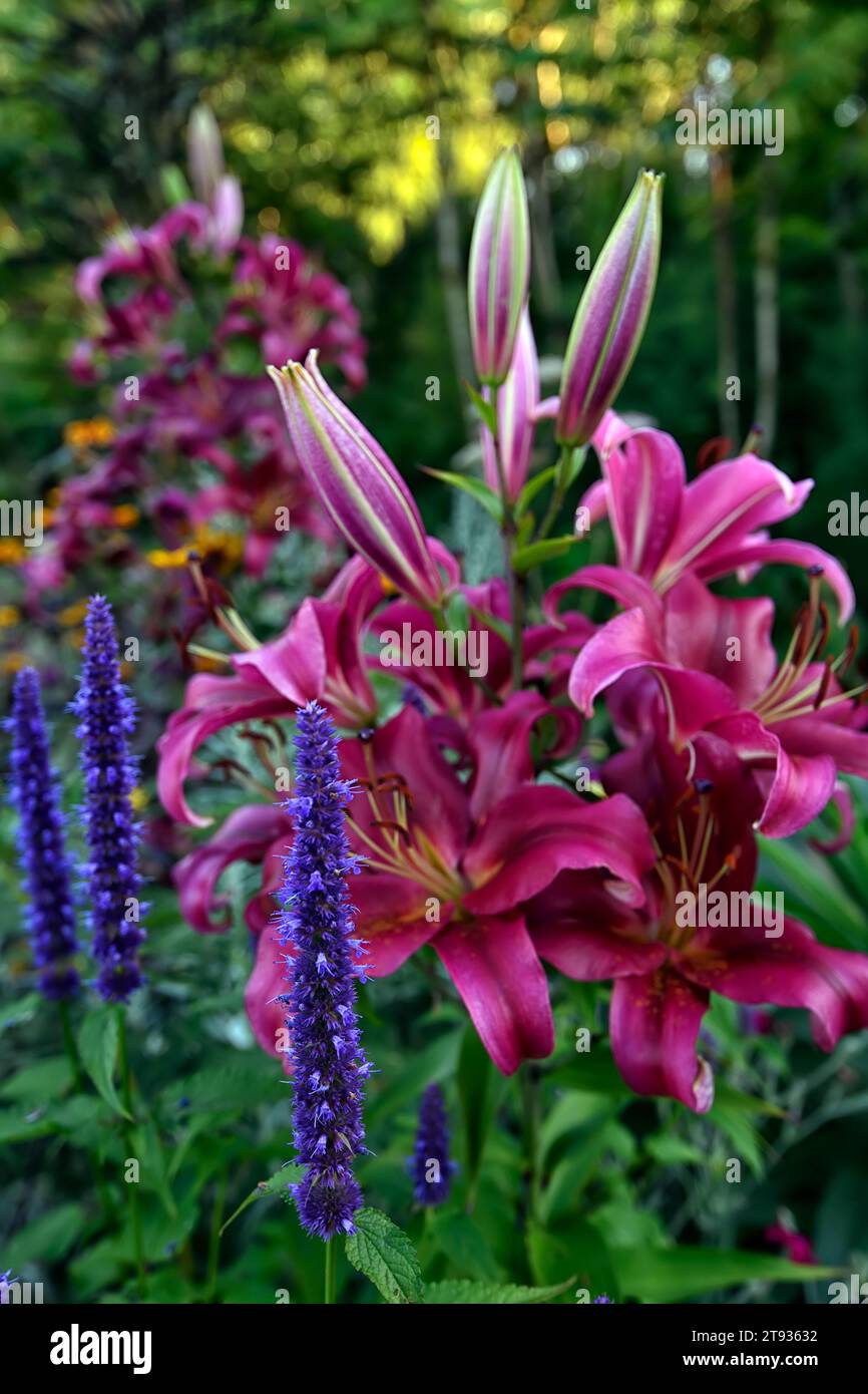 agastache black adder, lilium purple prince,agastache and lily,lilies,mixed planting scheme,mixed border,perennial planting,deep blue and pink flowers Stock Photo