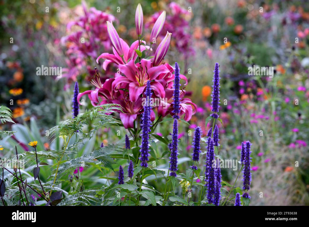 agastache black adder, lilium purple prince,agastache and lily,lilies,mixed planting scheme,mixed border,perennial planting,deep blue and pink flowers Stock Photo