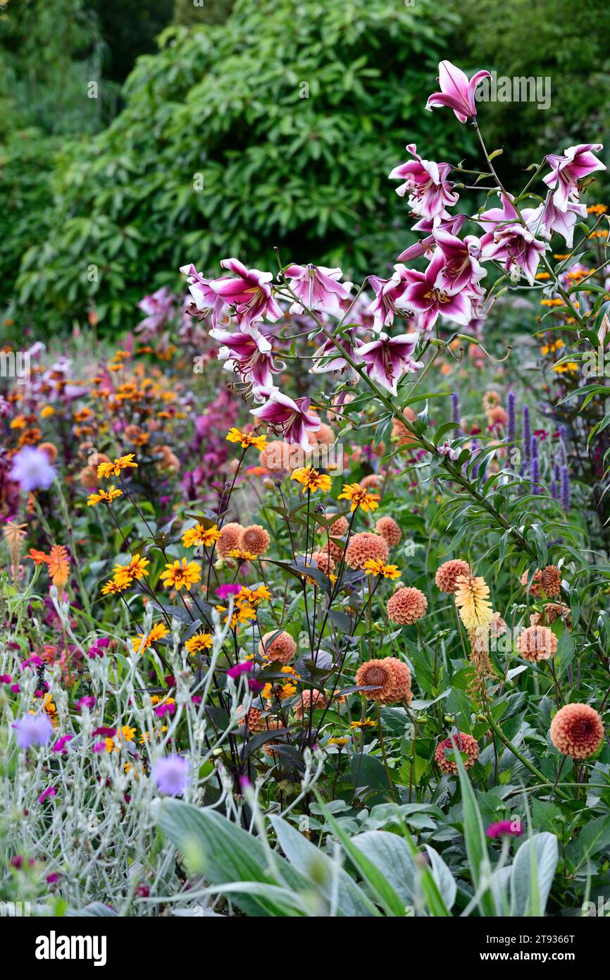 Dahlia Cornel Brons,Lilium Silk Road,lilies and dahlias,mixed planting scheme,mixed bed,mixed border,garden,gardens,RM Floral Stock Photo