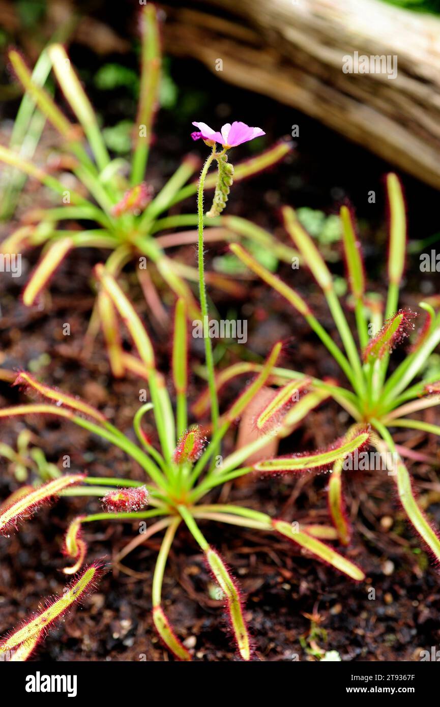 Cape sundew (Drosera capensis) Is a carnivorous plant native to the Cape, South Africa. Inflorescence and leaves detail. Stock Photo