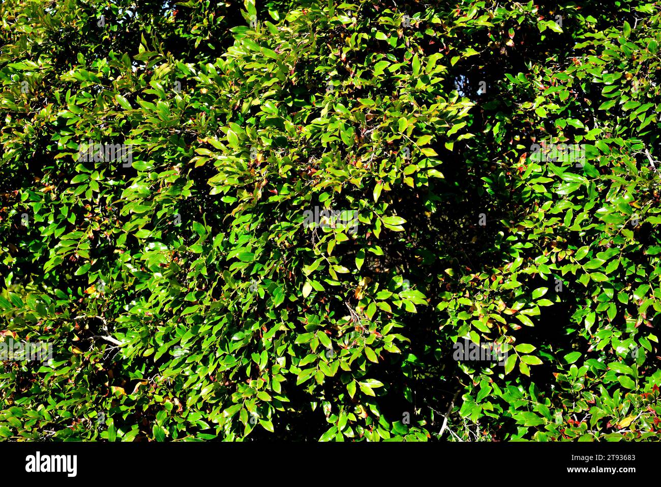 Bladdernut (Diospyros whyteana) is a small ornamental tree native to Africa. Stock Photo