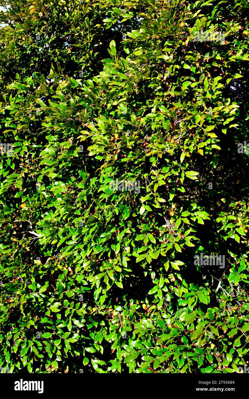 Bladdernut (Diospyros whyteana) is a small ornamental tree native to Africa. Stock Photo