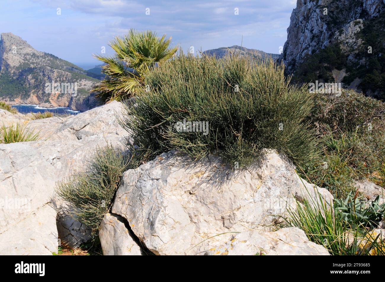 Joint pine (Ephedra fragilis) is a toxic shrub native to west Mediterranean region. This photo was taken in Mallorca island, Balearic Islands, Spain. Stock Photo