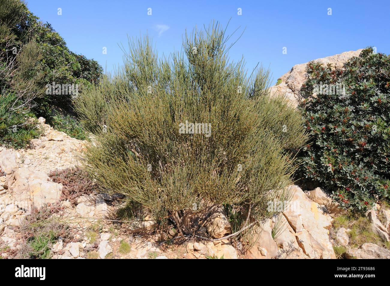 Joint pine (Ephedra fragilis) is a toxic shrub native to west Mediterranean region. This photo was taken in Mallorca island, Balearic Islands, Spain. Stock Photo