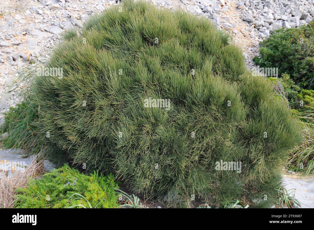 Joint pine (Ephedra fragilis) is a toxic shrub native to west Mediterranean region. This photo was taken in Mallorca island, Balearic Islands, Spain. Stock Photo