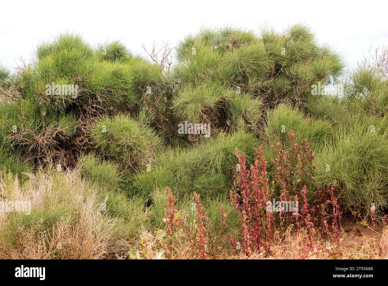 Joint pine (Ephedra fragilis) is a toxic shrub native to west Mediterranean region. This photo was taken in Cabo La Nao, Alicante, Comunidad Valencian Stock Photo