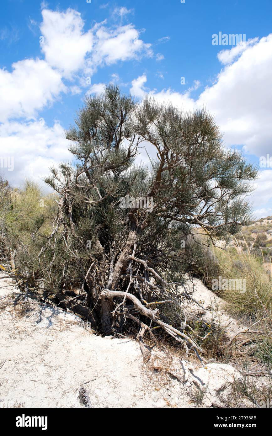 Joint pine (Ephedra fragilis) is a toxic shrub native to west Mediterranean region. This photo was taken in Sorbas, Almeria, Andalusia, Spain. Stock Photo