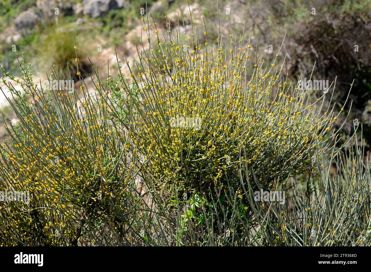 Joint pine (Ephedra fragilis) is a toxic shrub native to west Mediterranean region. This photo was taken in Sorbas, Almeria, Andalusia, Spain. Stock Photo
