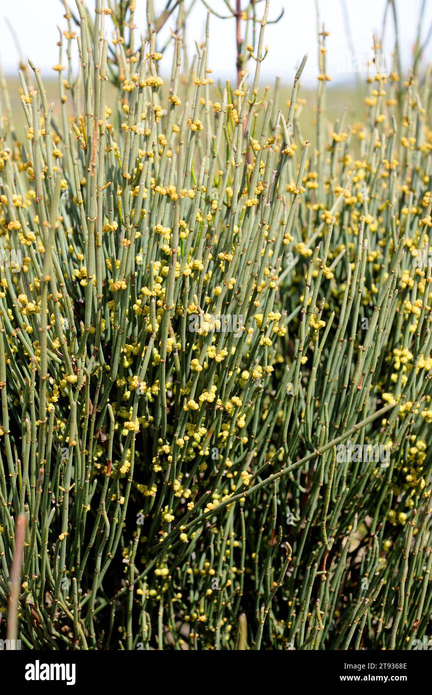 Joint pine (Ephedra fragilis) is a toxic shrub native to west Mediterranean region. This photo was taken in Sorbas, Almeria, Andalusia, Spain. Stock Photo