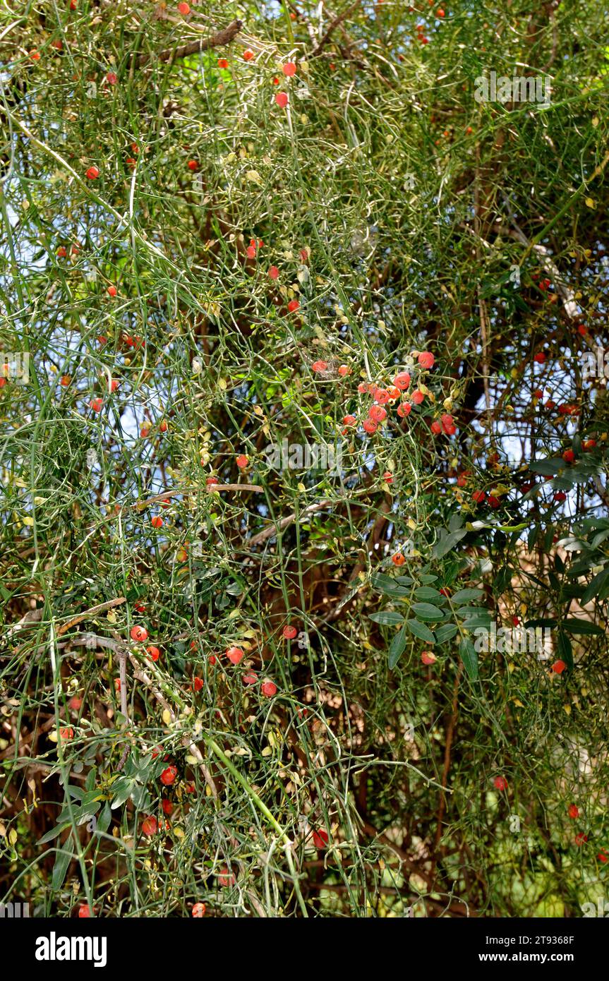 Joint pine (Ephedra fragilis) is a toxic shrub native to west Mediterranean region. Pseudofruits. This photo was taken in Mallorca island, Balearic Is Stock Photo