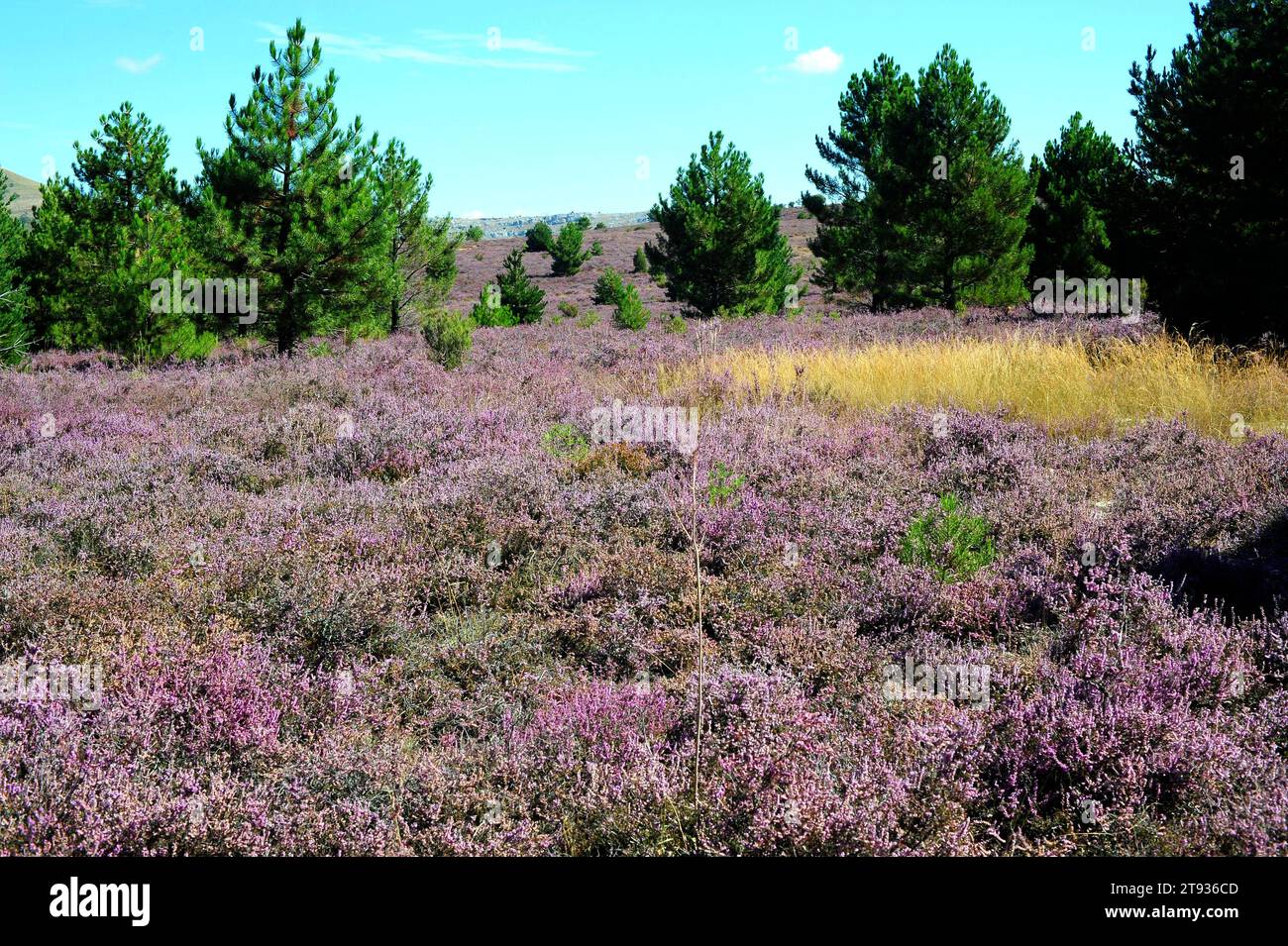 Common heather or ling (Calluna vulgaris) is a small shrub native to Europe acidic soils. This photo was taken in Soria province, Castilla y Leon, Spa Stock Photo