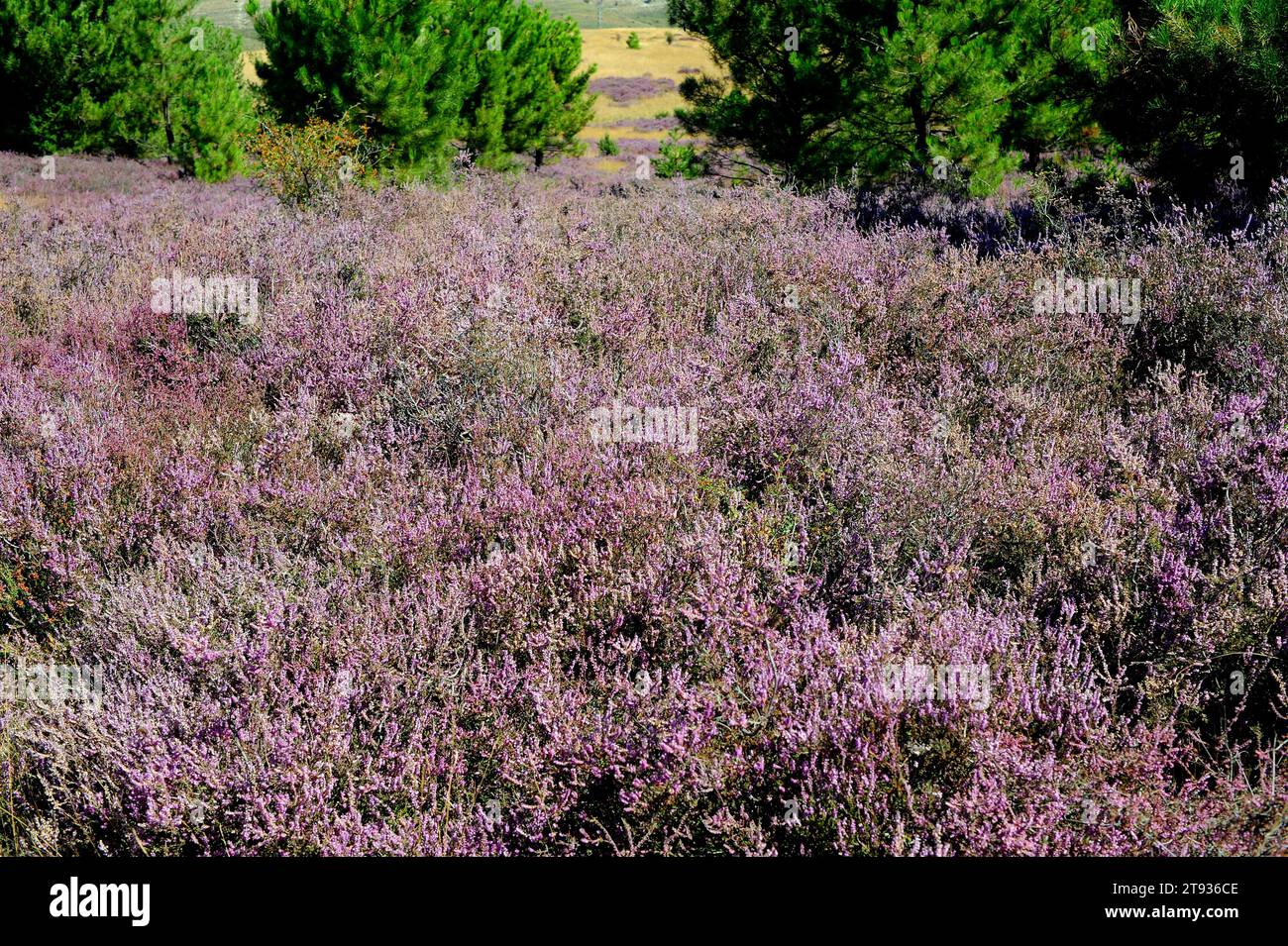 Common heather or ling (Calluna vulgaris) is a small shrub native to Europe acidic soils. This photo was taken in Soria province, Castilla y Leon, Spa Stock Photo