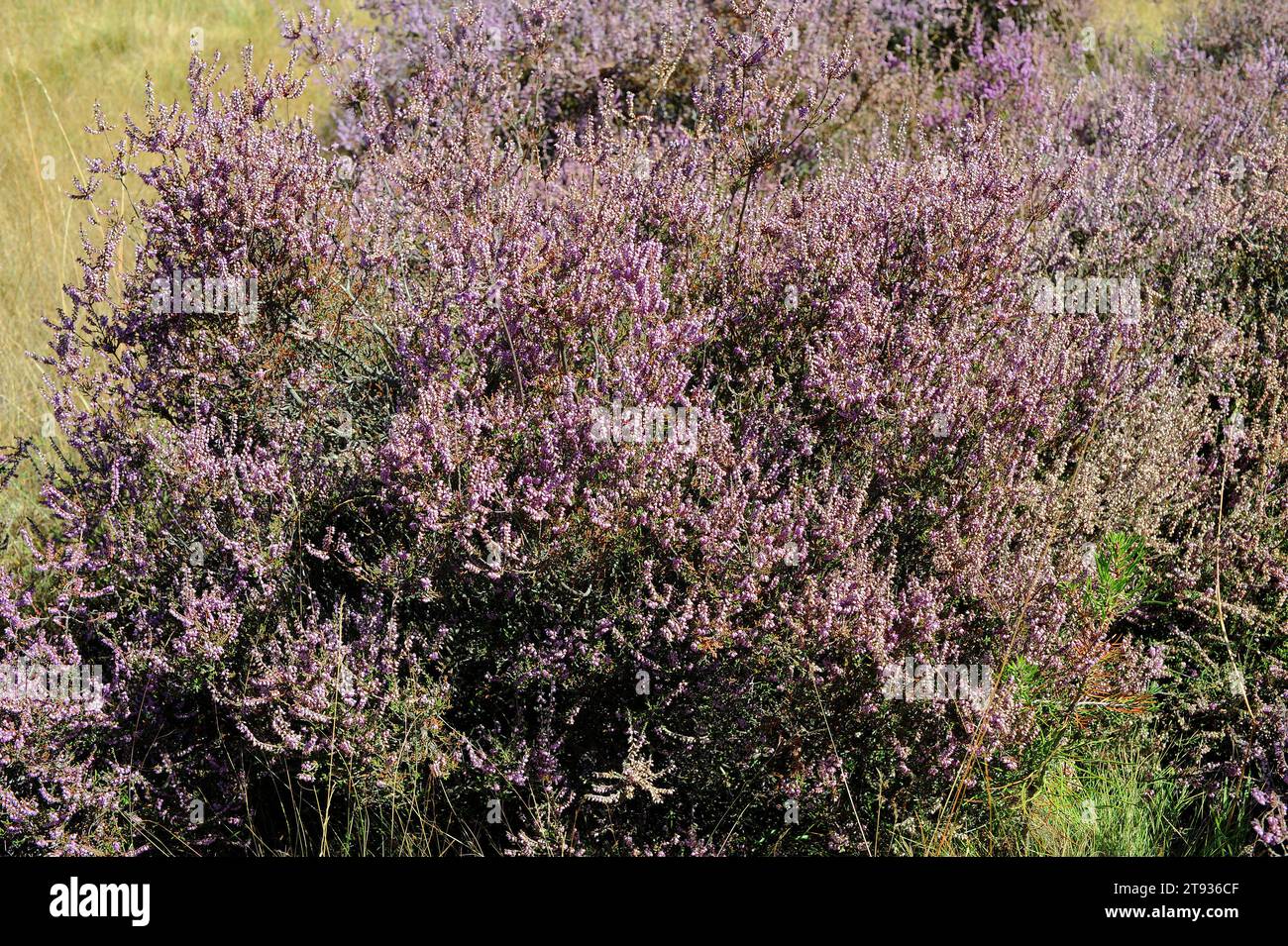 Common heather or ling (Calluna vulgaris) is a small shrub native to Europe acidic soils. This photo was taken in Soria province, Castilla y Leon, Spa Stock Photo