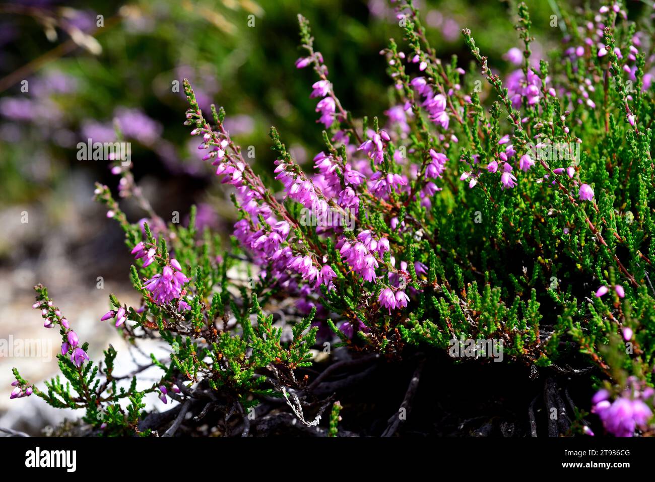 Common heather or ling (Calluna vulgaris) is a small shrub native to Europe acidic soils. This photo was taken in Aiguestortes-Sant Maurici National P Stock Photo