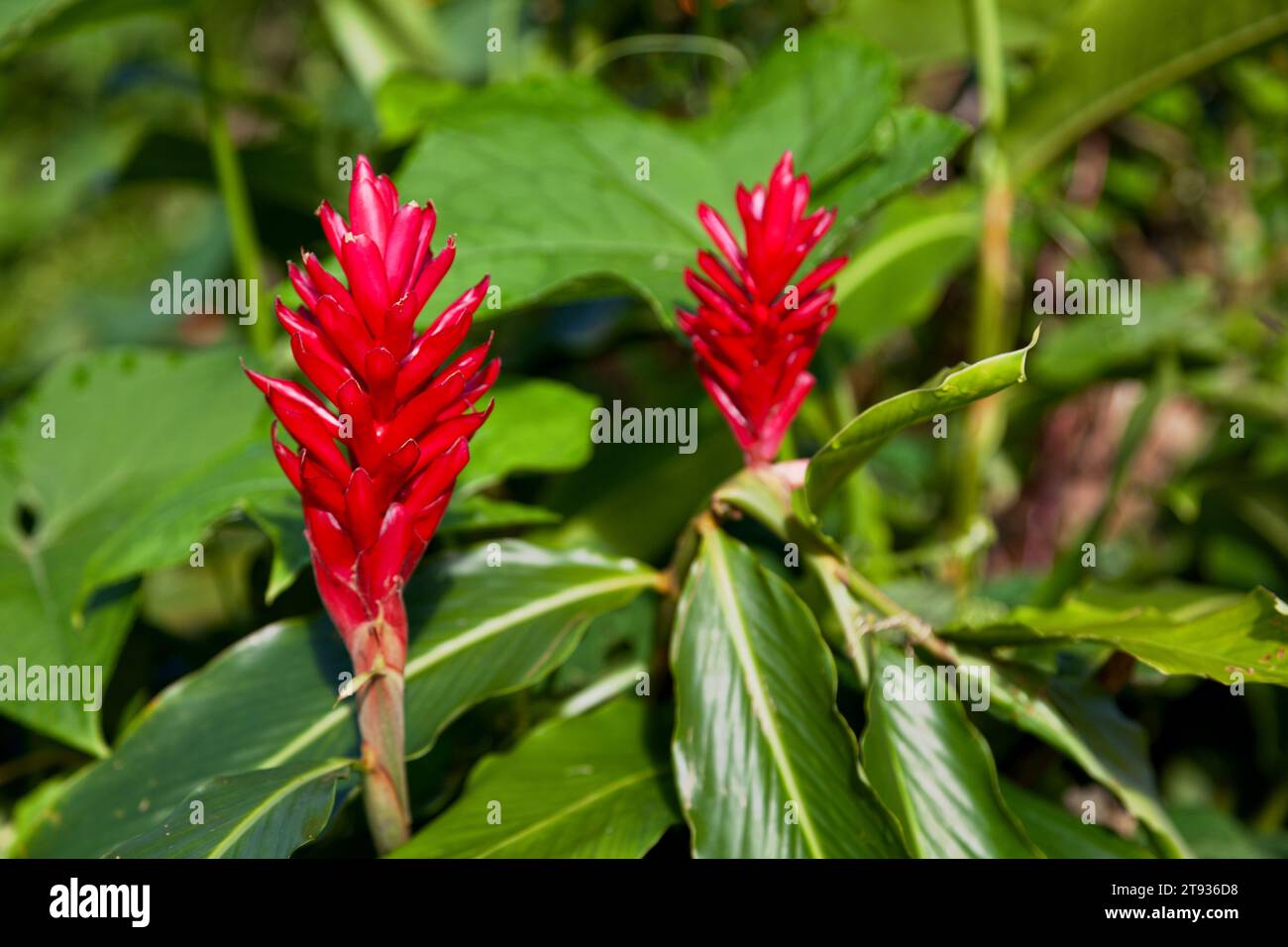 Close-up on two red ginger flowers. Stock Photo