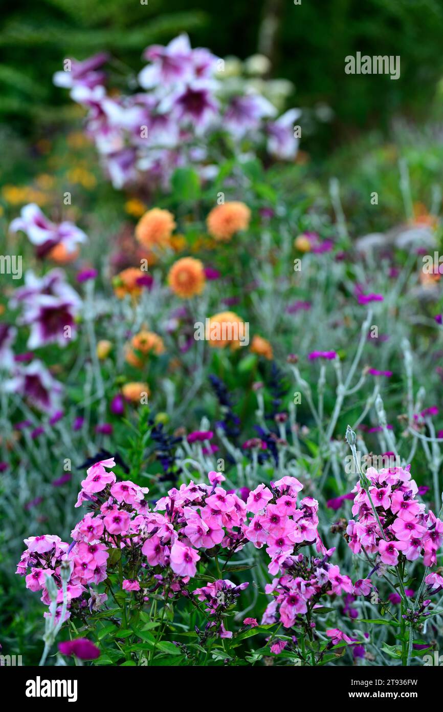 Phlox paniculata Famous Pink Dark Eye,pink fragrant flowers,dark eye,phloxes,mixed border,mixed planting scheme,RM Floral Stock Photo