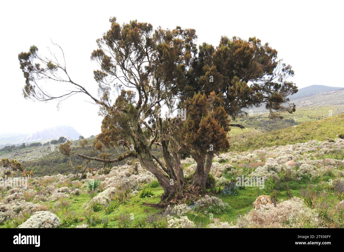 Giant heather (Erica arborea) is a shrub or small tree native to Mediterranean basin, Canary Islands and western Africa mountains. This photo was take Stock Photo