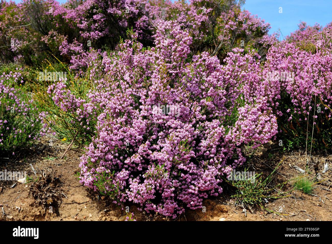 Brezo rubio (Erica australis) is a shrub endemic to western Iberian Peninsula and northwest Africa. This photo was taken in Las Medulas, Leon province Stock Photo