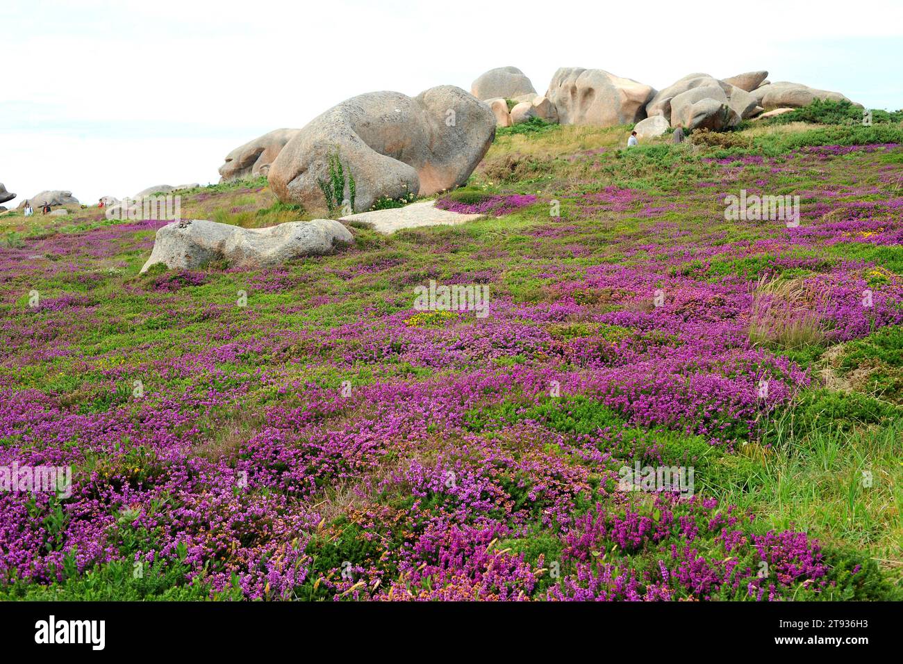 Bell heather (Erica cinerea) is a shrub native to western Europe from Spain to Norway. This photo was taken in Armor Coast, Brittany, France. Stock Photo