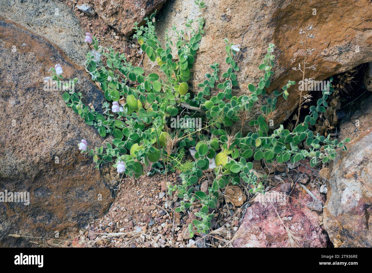 Dragoncillo del Cabo de Gata (Antirrhinum charidemi) is an endangered endemic plant native to Cabo de Gata, Almeria, Andalusia, Spain. Stock Photo