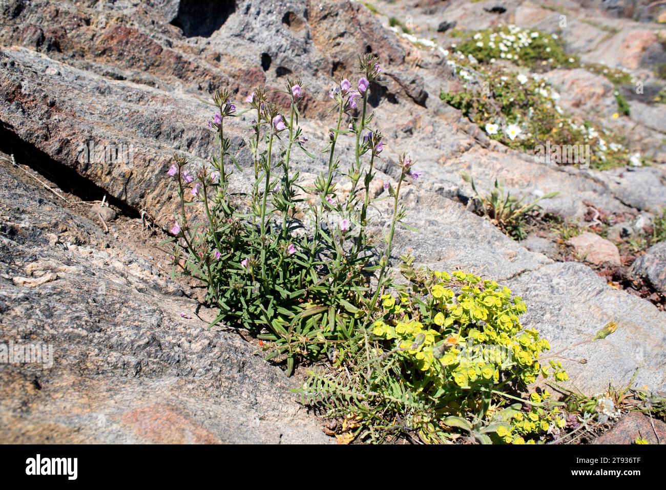Lesser snapdragon (Antirrhinum orontium or Misopates orontium) is an annual herb native to Europe. This photo was taken in Cap de Creus Natural Park, Stock Photo
