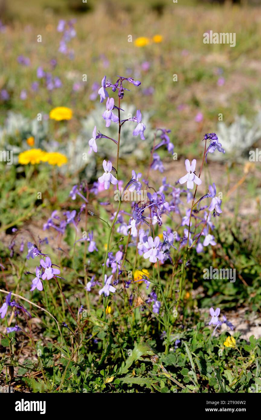 Chaenorhinum grandiflorum is an annual herb endemic to southeastern Spain (Almeria and Granada). This photo was taken in Karst en yesos de Sorbas, Alm Stock Photo