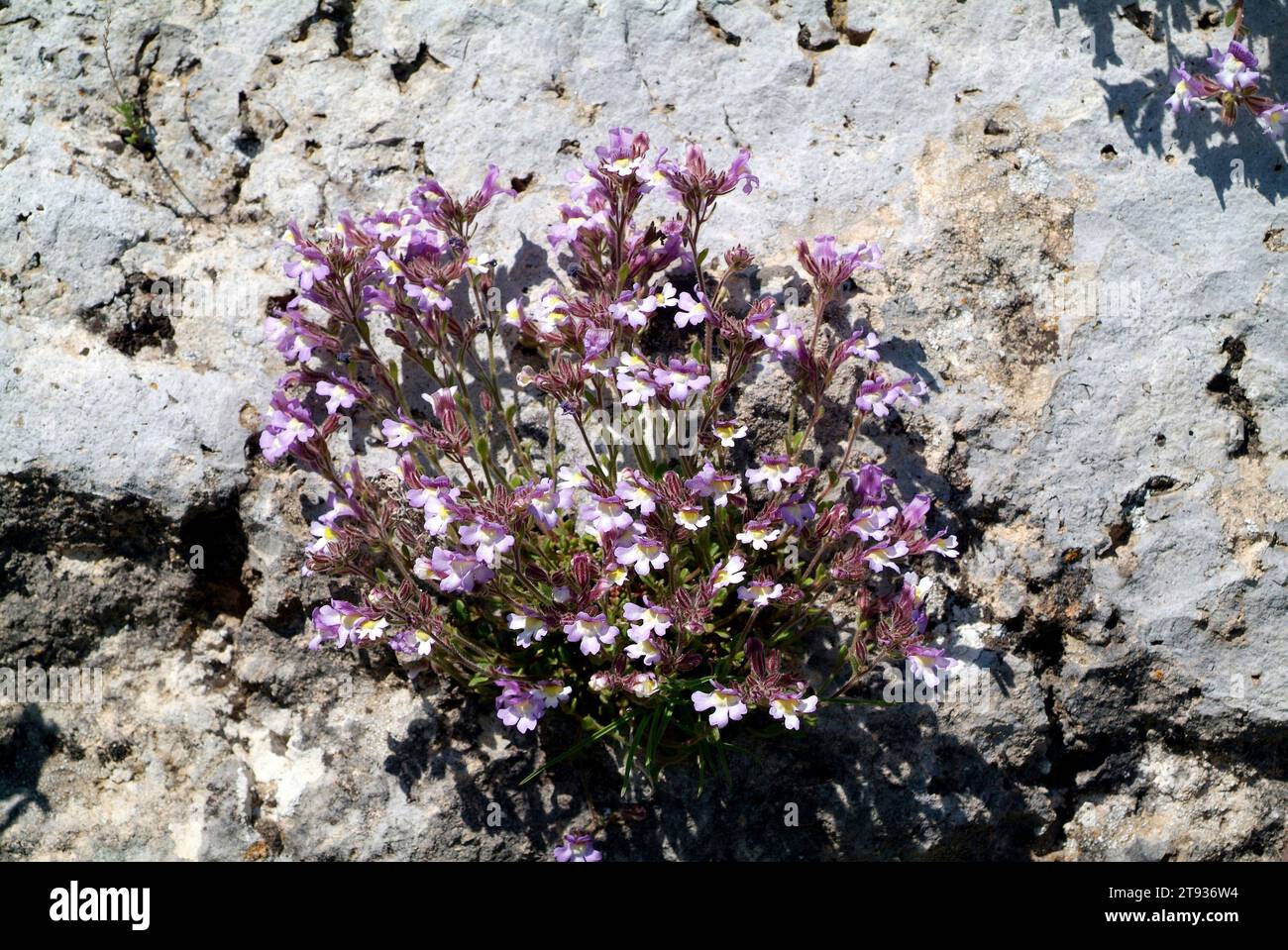 Dwarf oregano-leaved snapdragon (Chaenorhinum origanifolium) is a perennial herb native to west Mediterranian region. This photo was taken in Conca de Stock Photo