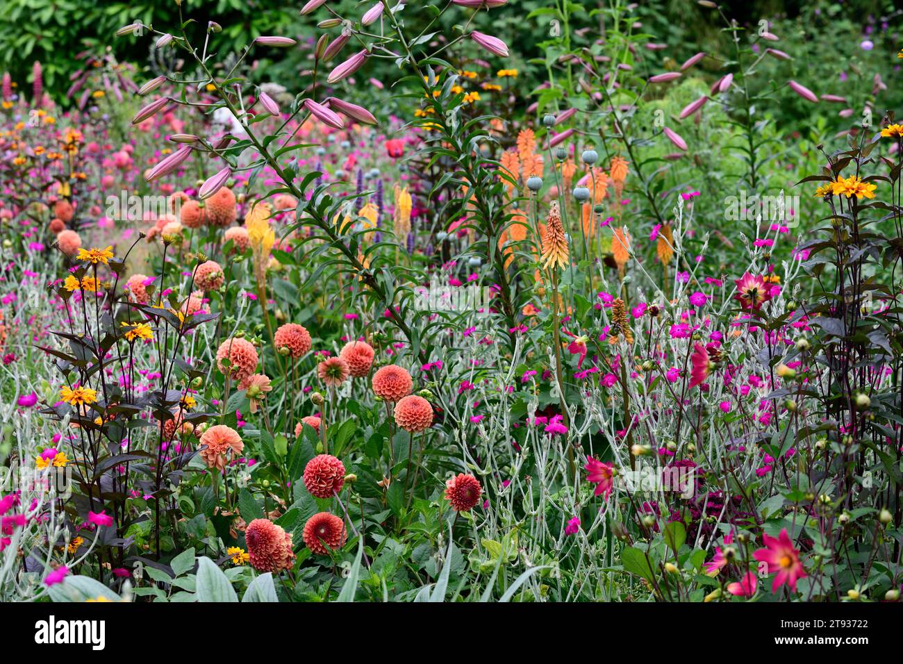 dahlia burlseca,dahlia cornel brons,kniphofia,heliopsis,lily,lychnis,mixed border,mixed bed,mixed planting scheme,RM Floral Stock Photo