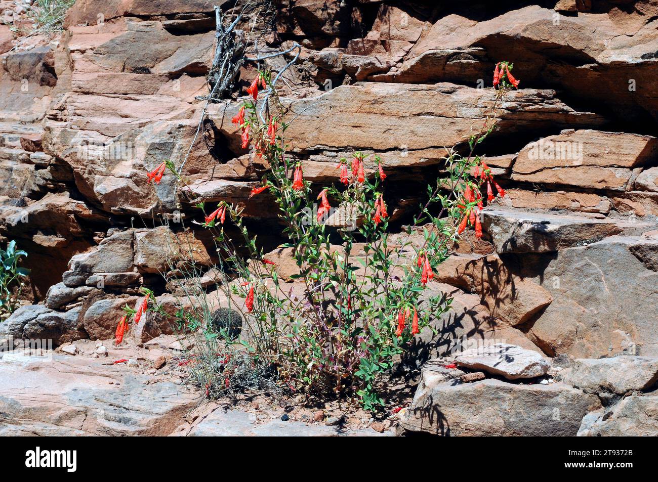 Firecracker penstemon (Penstemon eatonii) is a perennial plant native to western USA. This photo was taken in Zion National Park, Utah, USA. Stock Photo