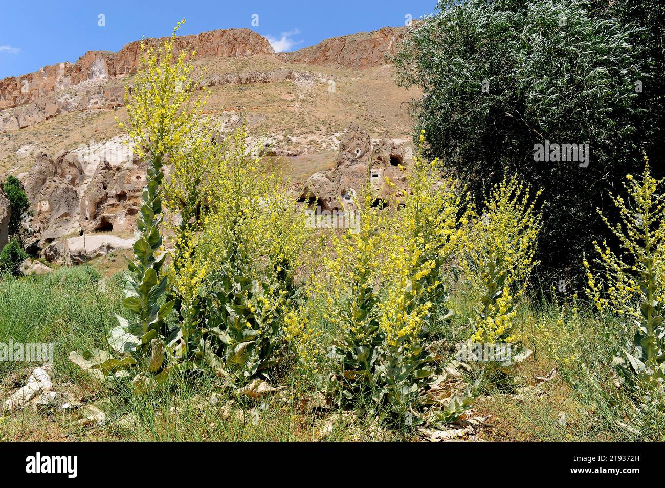 Giant mullein (Verbascum bombyciferum) is a biennial plant native to easter Europe and Asia. This photo was taken in Cappadocia, Turkey. Stock Photo