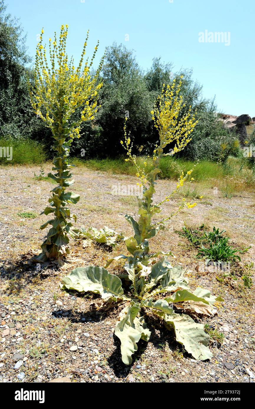 Giant mullein (Verbascum bombyciferum) is a biennial plant native to easter Europe and Asia. This photo was taken in Cappadoce, Turkey. Stock Photo