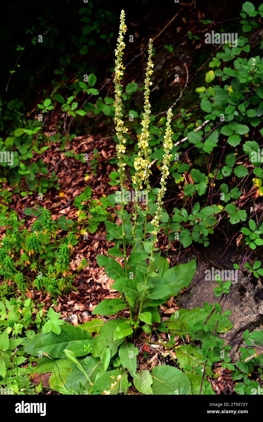 Black mullein or dark mullein (Verbascum nigrum) is a biennial or perennial plant native to central europe and mountains to south Europe. This photo w Stock Photo