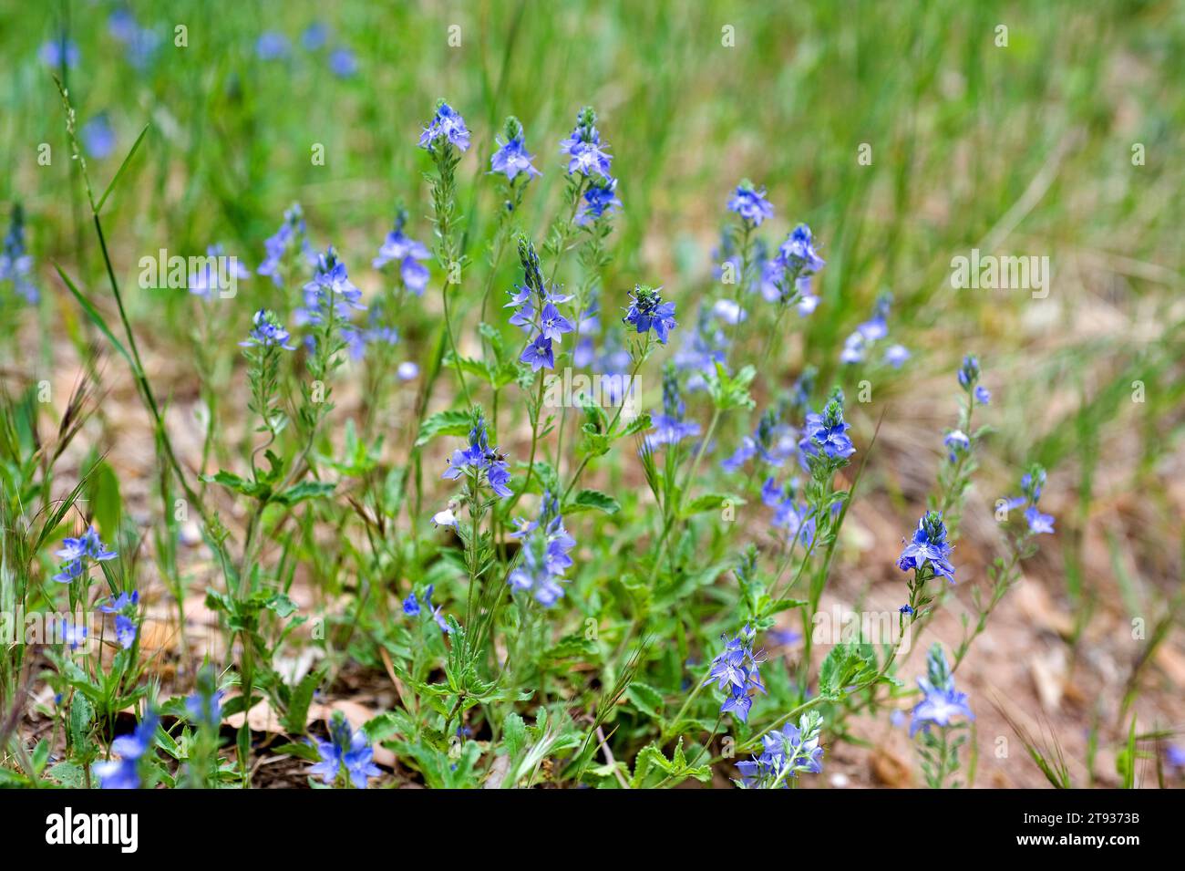 Austrian speedwell (Veronica austriaca) is perennial herb native to central Europe and mountains to south Europe. This photo was taken in Montserrat M Stock Photo