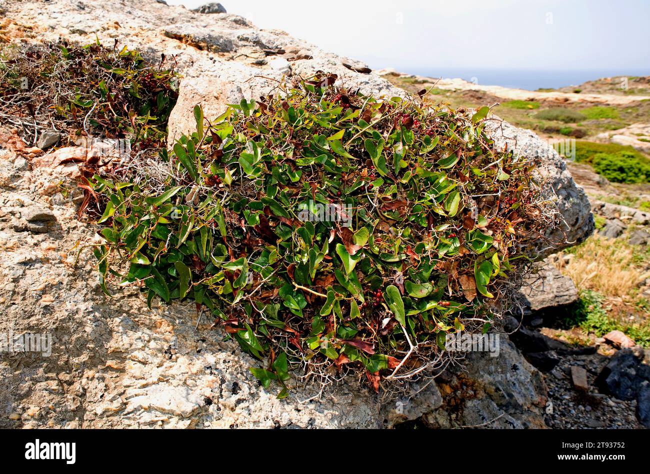 Sarsaparille (Smilax aspera) is a climber perennial plant native to Mediterranean region, central Africa and Asia. This photo was taken in Cabo Creus, Stock Photo
