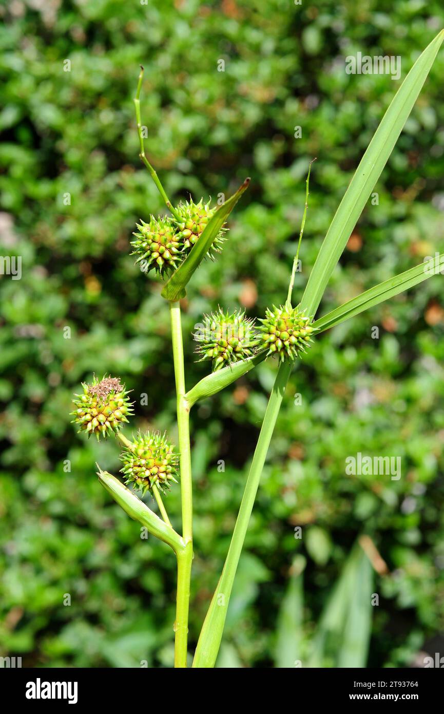 Branched Bur-reed (Sparganium erectum) perennial plant native to Mediterranean Region and Asia. Fruits detail. This photo was taken in Arribes del Due Stock Photo