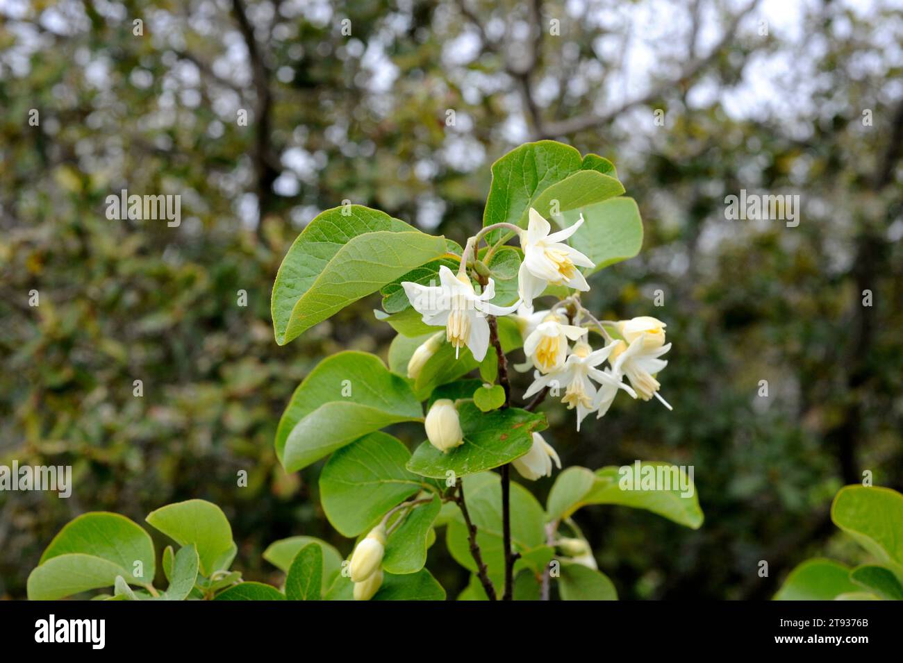 Friar balsam or storax (Styrax officinalis) is a deciduous shrub native to southeastern Europe