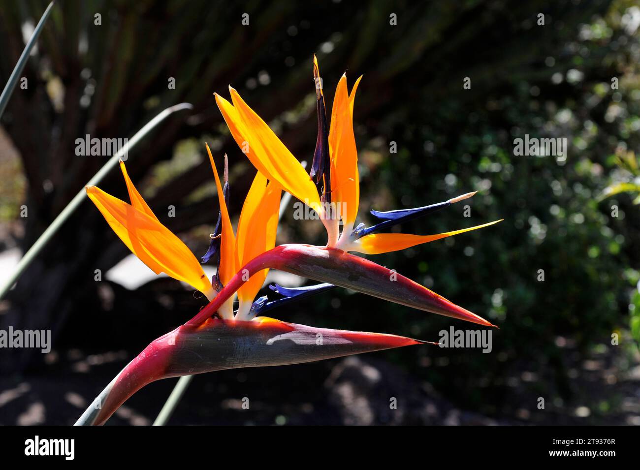 Bird of paradise (Strelitzia parvifolia) is a ornamental herb native to South Africa. Flowers detail. Stock Photo