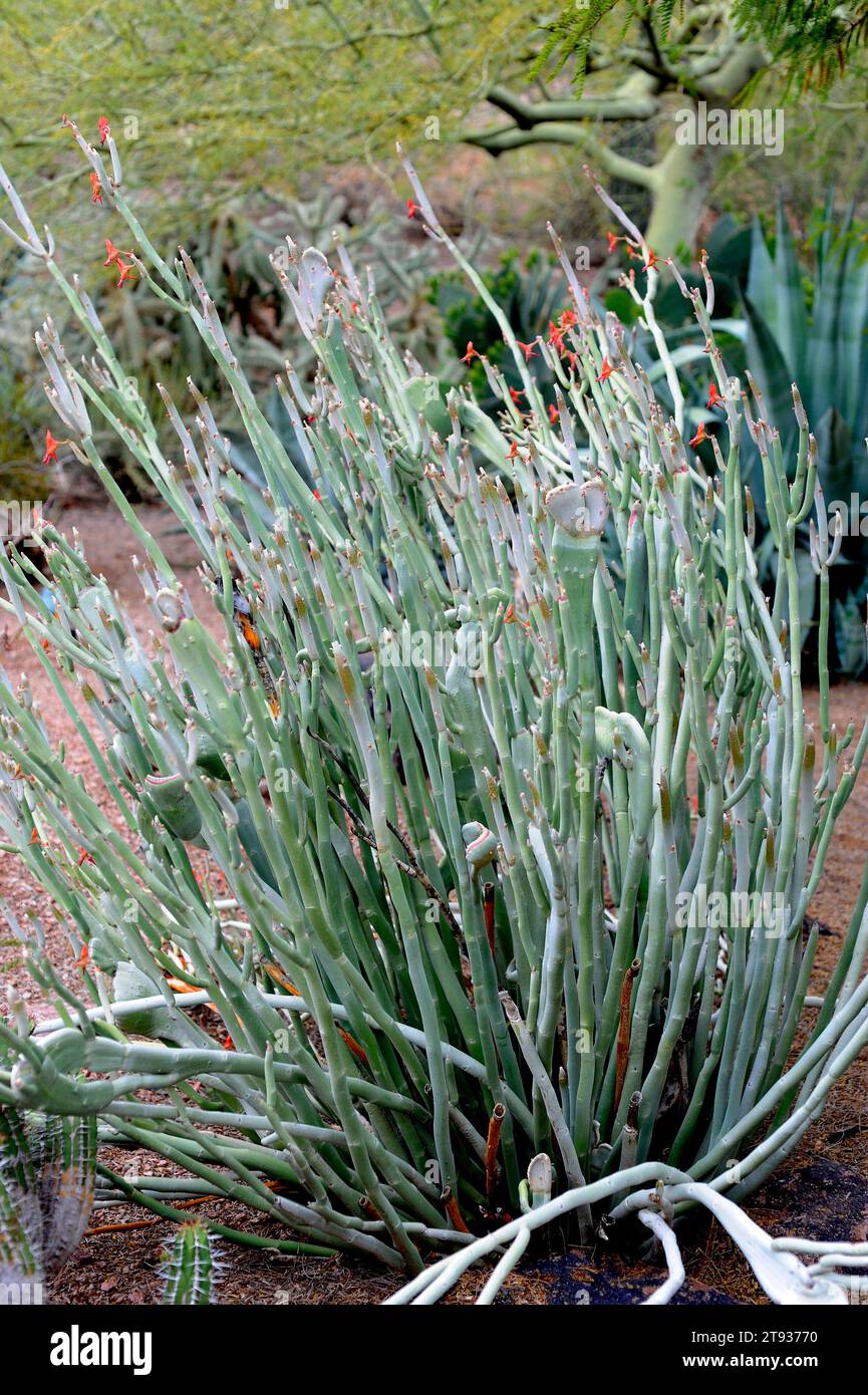 Lady slipper or slipper plant (Euphorbia lomelii or Pedilanthus macrocarpus) is a succulent plant native to Mexico (Baja California and Sonora Desert) Stock Photo