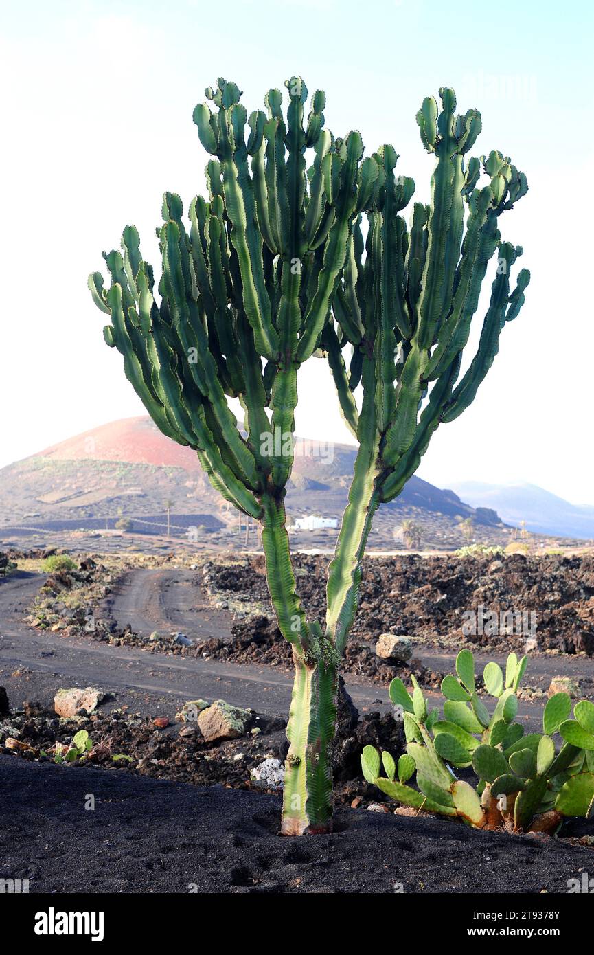 Candelabra tree (Euphorbia candelabrum) is a succulent shrub endemic to eastern Africa. This photo was taken in Lanzarote, Canary Islands, Spain. Stock Photo