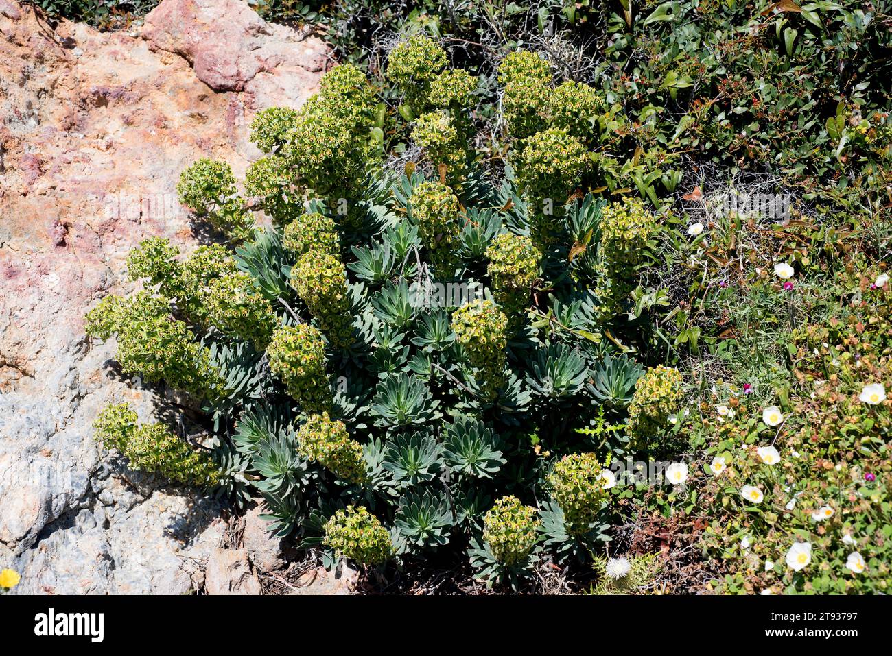 Mediterranean spurge (Euphorbia characias) is a shrub native to Mediterranean Basin. This photo was taken in Cabo Creus Natural Park, Girona province, Stock Photo