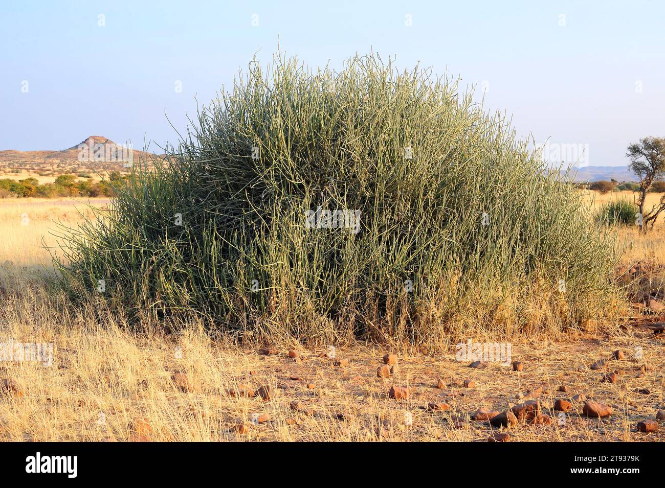 Damara milk bush (Euphorbia damarana) is a lifeless shrub very poisonous. Its latex is mortal for animals and humans, excep oryx and rhino. This photo Stock Photo