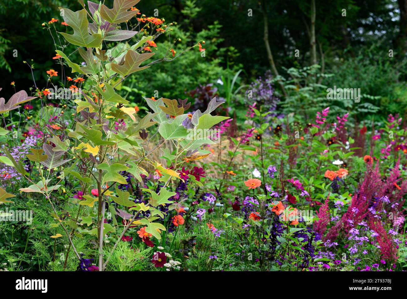 Liriodendron chinense,Astilbe chinensis var taquetii Purpurlanze; Geranium Anne Thomson; cosmos dazzler; Salvia guaranitica Black and Blue; pink purpl Stock Photo