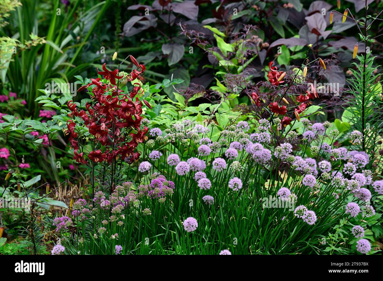 lillium red velvet,allium,lilium and allium,deep red and lilac flower,mixed bed,mixed border,mixed planting scheme,RM Floral Stock Photo