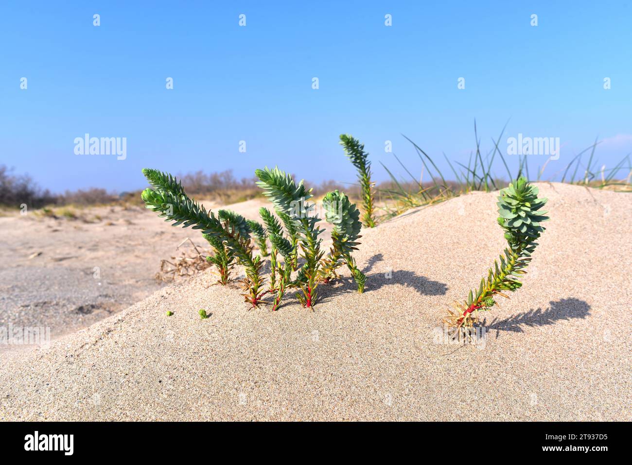 Sea spurge (Euphorbia paralias) is a perennial herb native to Mediterranean Basin coastline, Portugal, France, Great Britain and Ireland coastlines. T Stock Photo