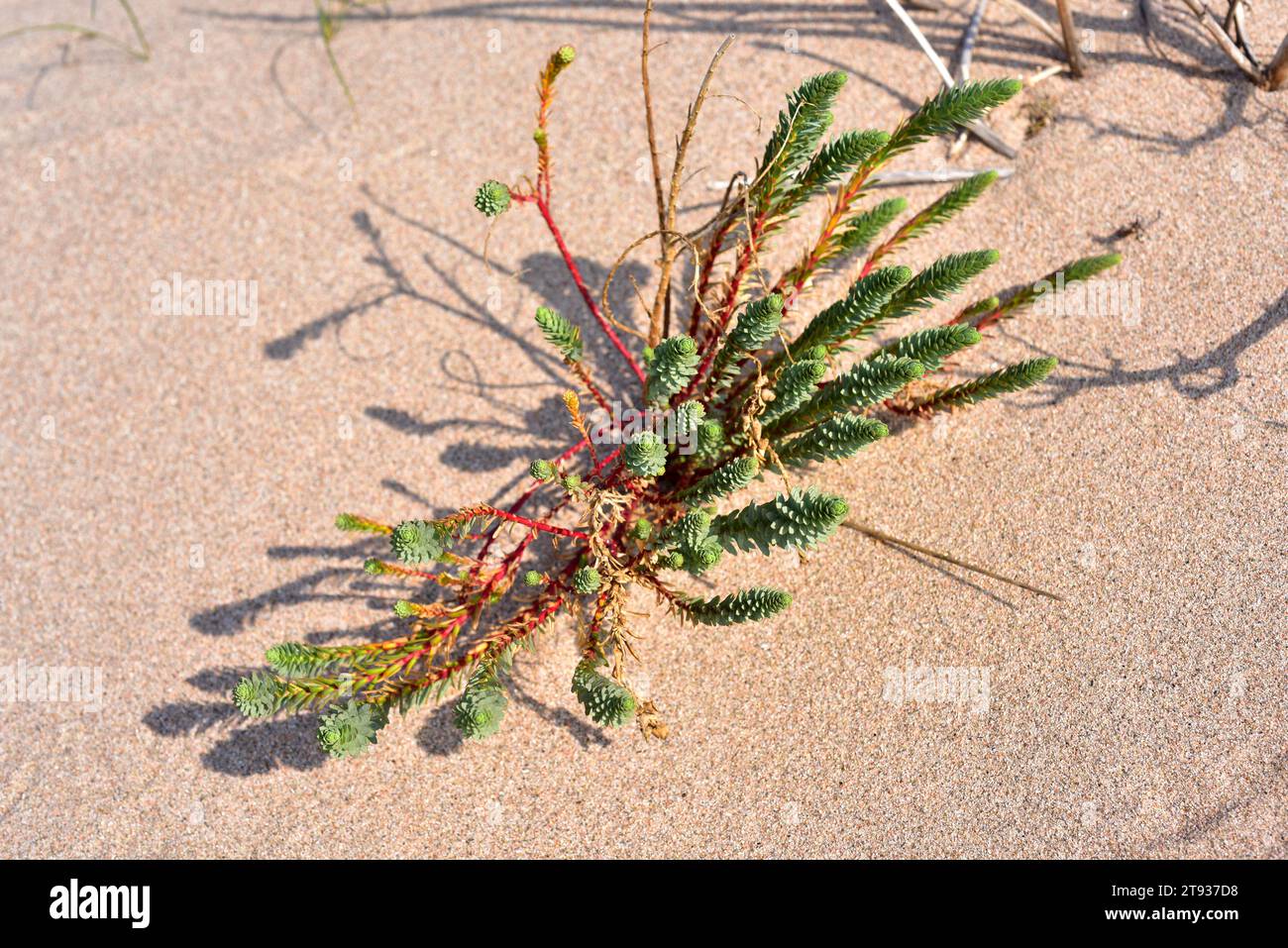Sea spurge (Euphorbia paralias) is a perennial herb native to Mediterranean Basin coastline, Portugal, France, Great Britain and Ireland coastlines. T Stock Photo